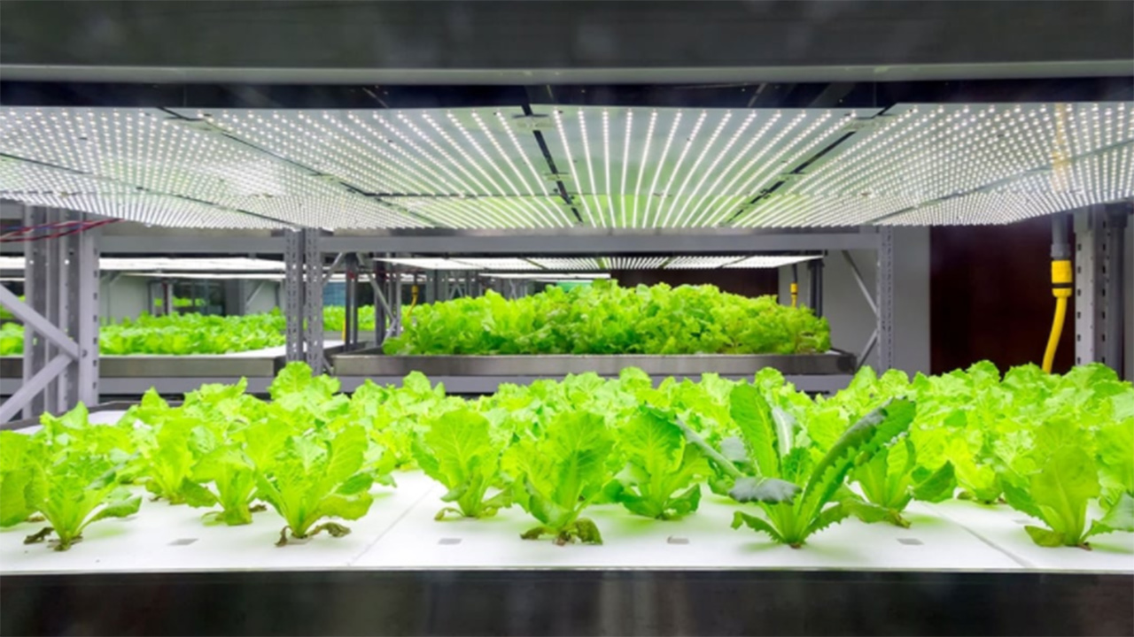 vertical-farm:-what-they-are-and-how-it-will-be-fully-operational-one-of-the-largest-in-europe,-the-danish-nordic-harvest