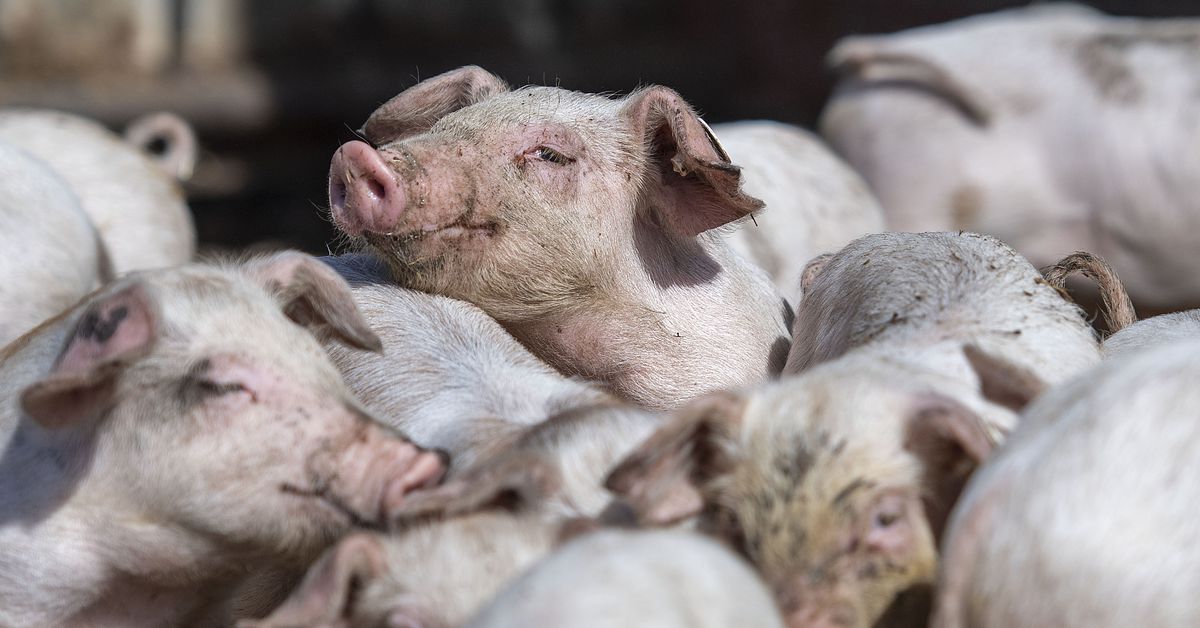 fda-approves-genetically-engineered-pigs