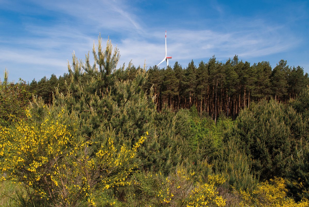 nature-conservation-and-the-energy-turnaround:-wind-turbines-in-the-forest-are-heating-up-people