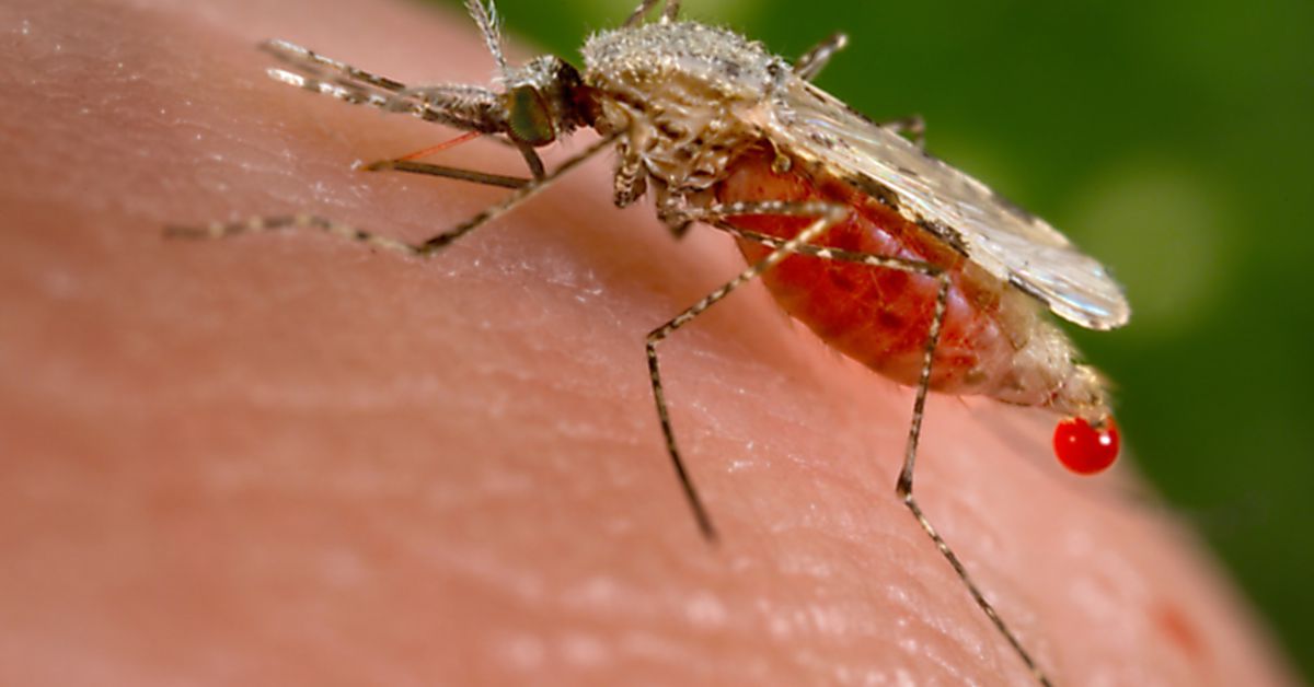 the-cdc-says-the-top-global-health-story-of-2020-was-mosquitoes