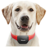 petpuls-–-a-smart-collar-for-dogs-that-translates-barking-and-body-language-of-dogs-wins-ces-2021-award