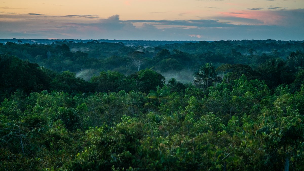 wwf:-43-million-hectares-of-tropical-rainforest-destroyed