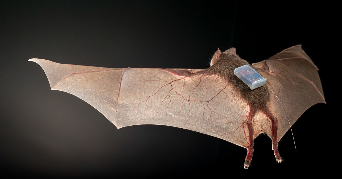 today-i-learned-bats-are-trendsetters-in-tracking-tech