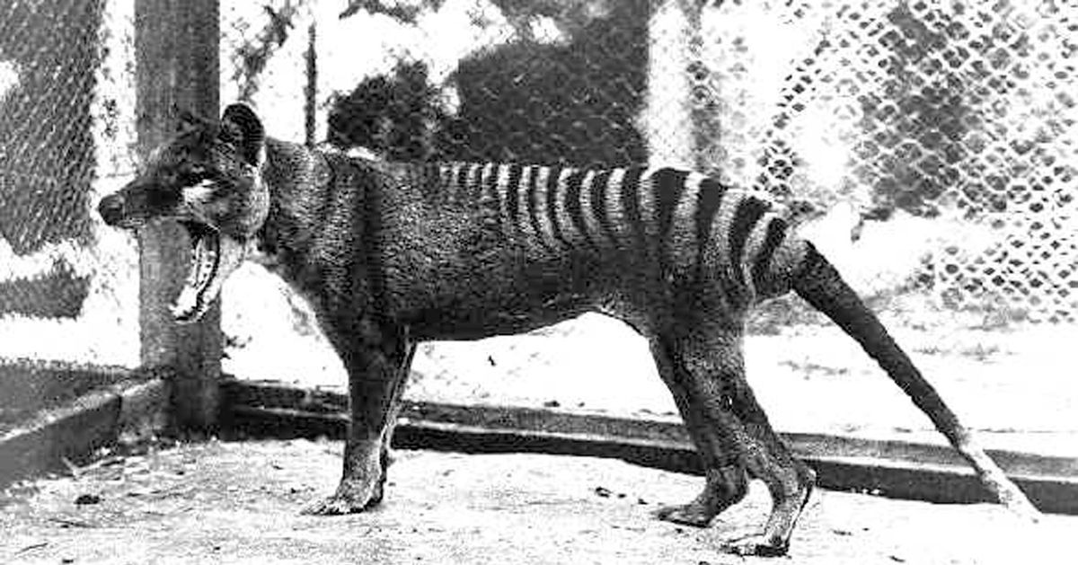 the-thylacine-remains-extinct,-but-we-still-have-pademelons