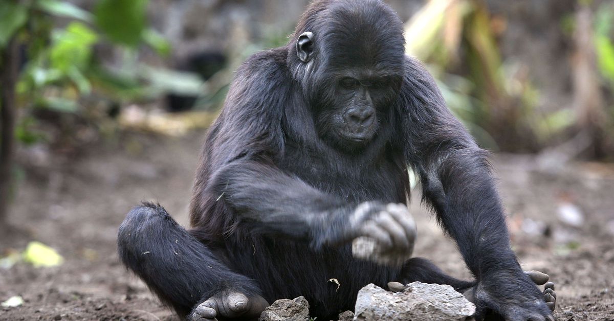 wallstreetbets-donates-more-than-$350,000-to-gorilla-charity-to-prove-‘apes-together-strong’