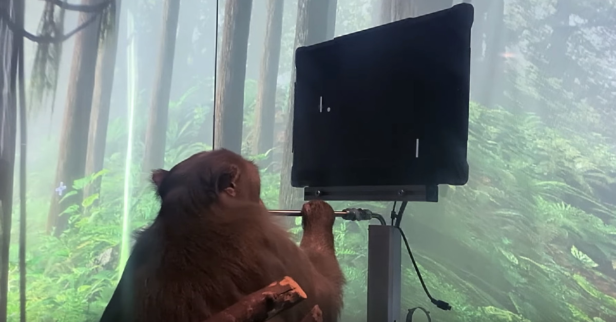 watch:-elon-musk’s-neuralink-says-this-monkey-is-playing-pong-with-its-mind