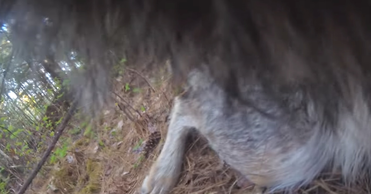 camera-footage-from-wolf’s-collar-reveals-a-very-good-boy