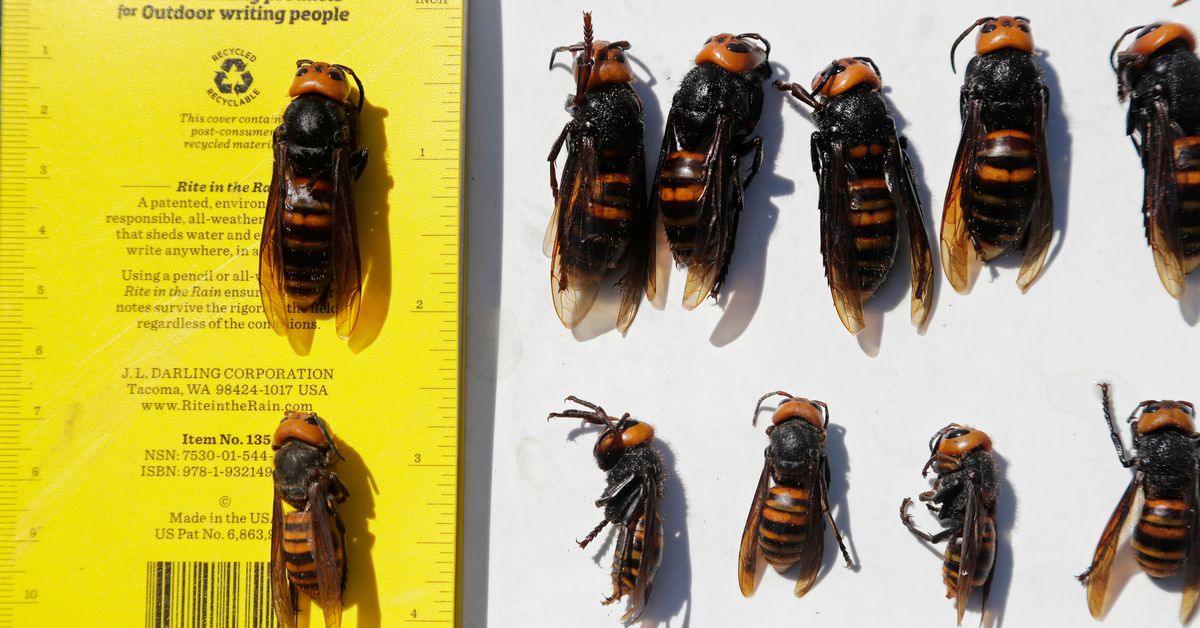 the-hornet-formerly-known-as-‘murder’-hasn’t-been-spotted-in-washington-state-this-year