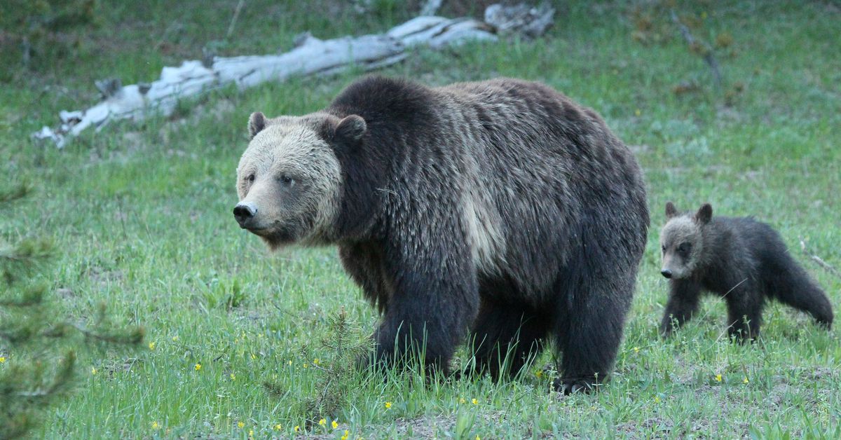 climate-change makes-food-scarce,-but-yellowstone-bears-are-staying-fat