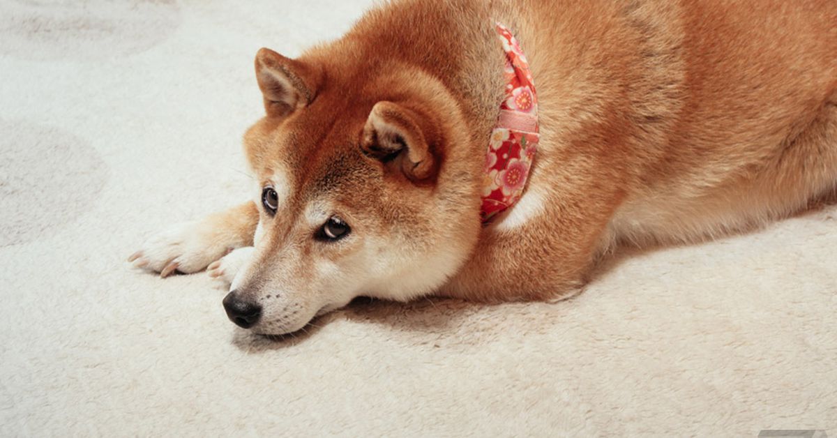 the-dog-from-the-doge-meme-has-died