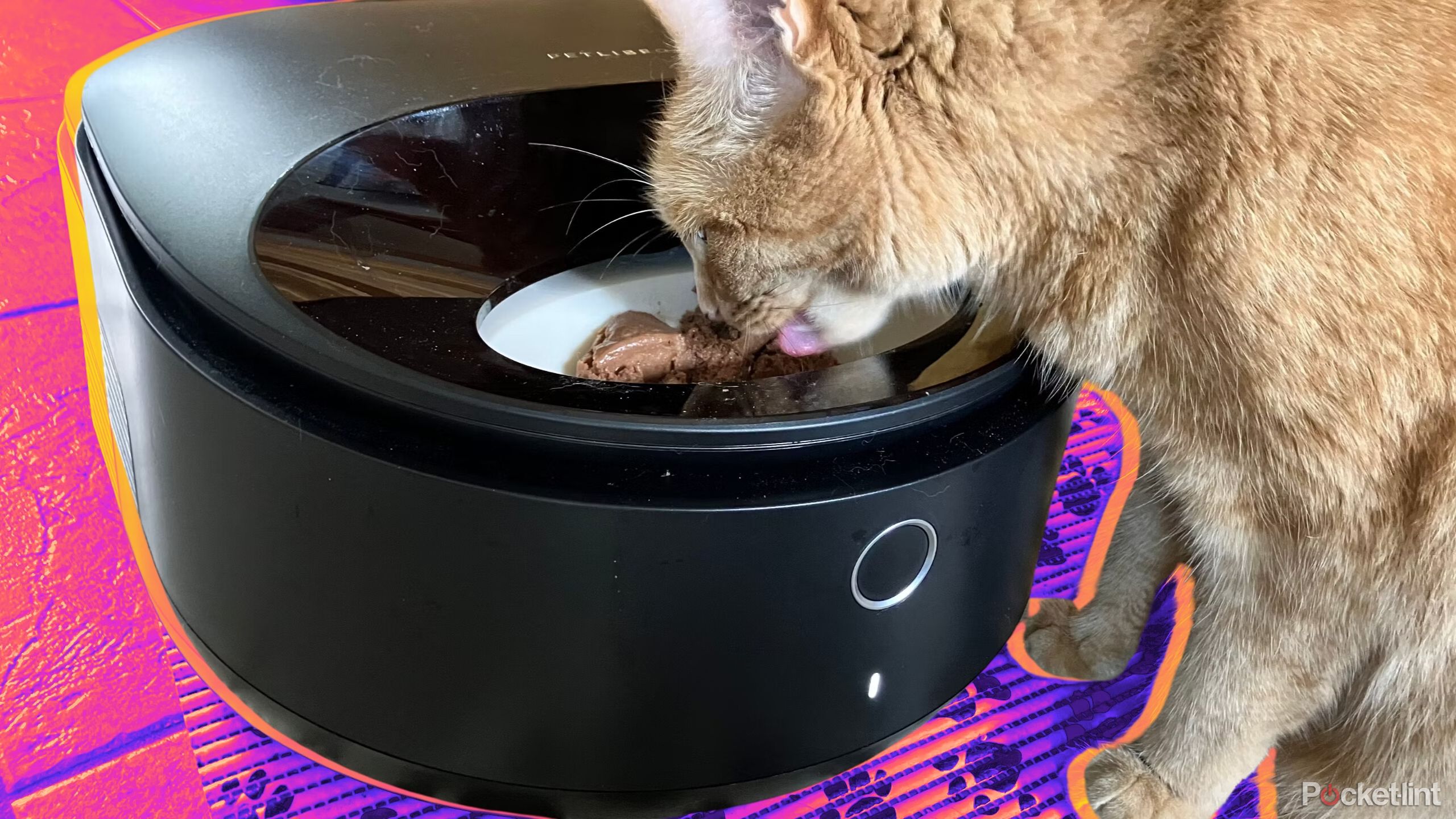 Polar wet food feeder