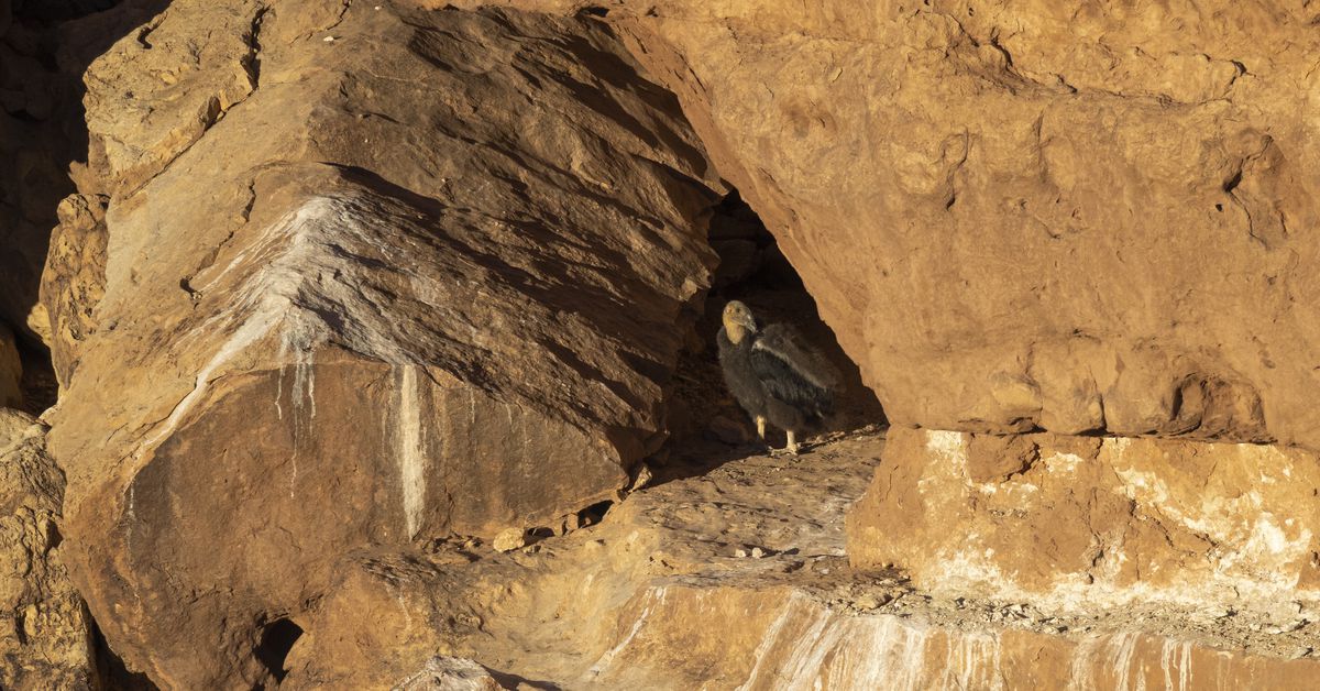 zoo-hatches-record-number-of-condor-chicks-to-release-into-the-wild